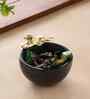 Black Marble Nut Candy Bowl Brass Dog Embedded