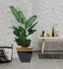 Midland (Set of 2) Black Metal Floor Planter