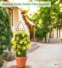 Black Triangle Planter Stand For Climbing Plants