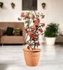 Black Triangle Planter Stand For Climbing Plants