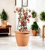 Black Circul Planter Stand For Climbing Plants