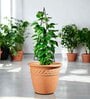 Black Circul Planter Stand For Climbing Plants