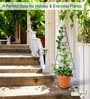 Black Circul Planter Stand For Climbing Plants