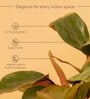 Philodendron Natural Plant With Black Pot