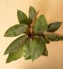 Philodendron Natural Plant With Black Pot