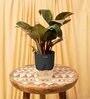 Philodendron Natural Plant With Black Pot