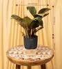 Philodendron Natural Plant With Black Pot