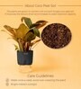 Philodendron Natural Plant With Black Pot
