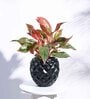 Black Plastic Heraldry Ball Medium Desk Pot