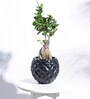 Black Plastic Heraldry Ball Small Desk Pot