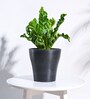 Black Plastic Tivoli Large Desk Pot