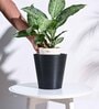 Black Plastic Venice Large Desk Pot