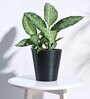Black Plastic Venice Large Desk Pot