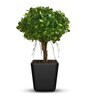 Black Polymer Toyo  Big Planter