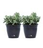 Black Scindapsus Compacta Medium Natural Plant In Fibre Pot, Set Of 2