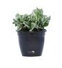 Black Scindapsus Compacta Medium Natural Plant In Fibre Pot, Set Of 2