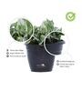 Black Scindapsus Compacta Medium Natural Plant In Fibre Pot, Set Of 2
