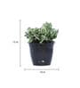 Black Scindapsus Compacta Medium Natural Plant In Fibre Pot, Set Of 2