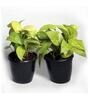 Black Scindapsus Gold Large Natural Plant In Fibre Pot