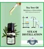 Tea Tree    Essential Oil