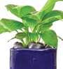 Blue Ceramic Square Shape Desk Pot Desk Pot