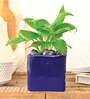 Blue Ceramic Square Shape Desk Pot Desk Pot