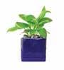 Blue Ceramic Square Shape Desk Pot Desk Pot