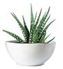Off White Fiberglass Curvy Shape planter