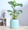 Blushing Sun Medium Sage Green Ceramic Planter