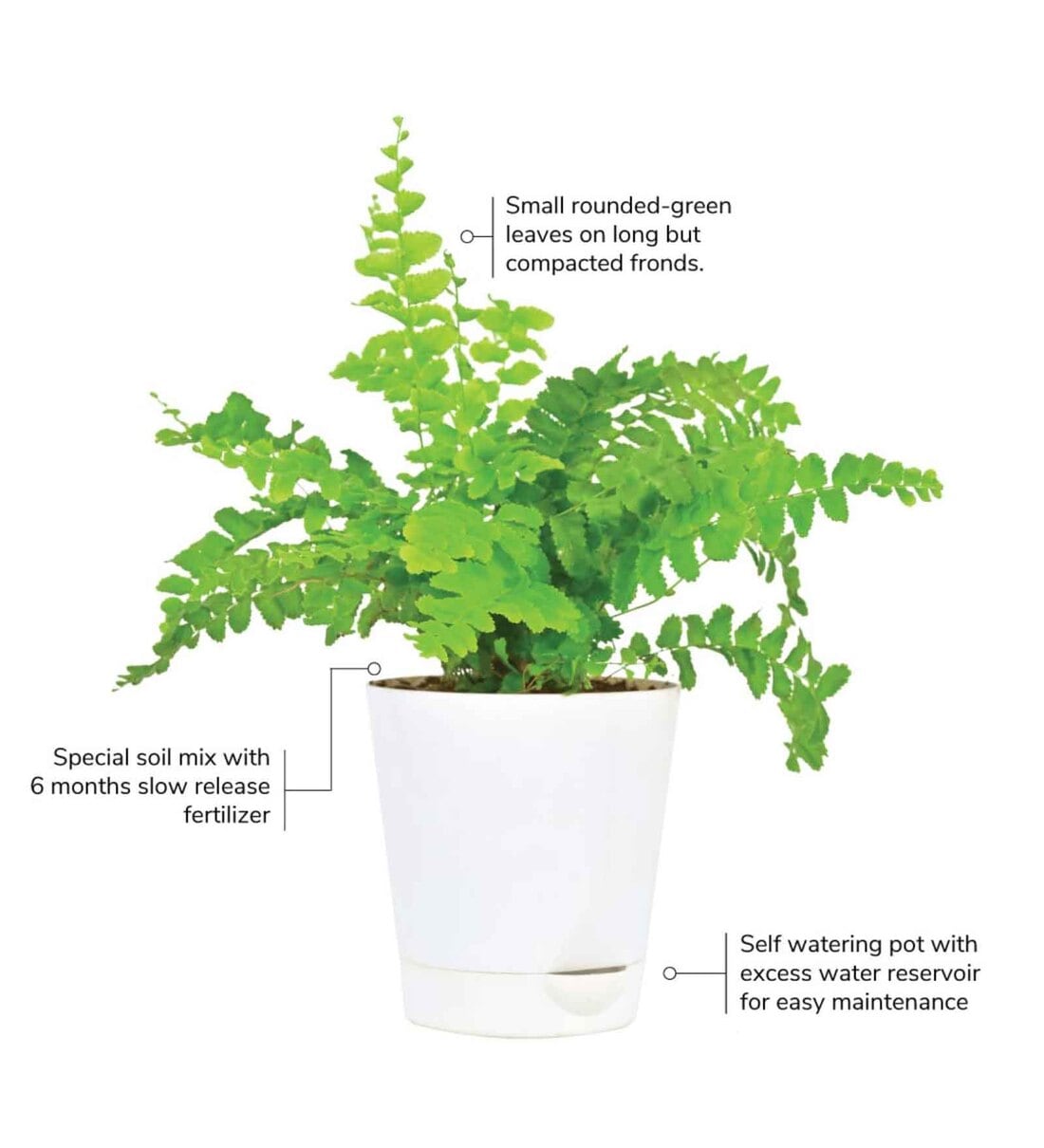 Buy Boston Compacta Indoor Plants by Ugaoo Online Indoor Plants