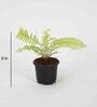 Boston Fern With Pot Natural Plant