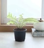Boston Fern With Pot Natural Plant