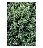 Religious Species Designs Green Wood Framed Floral Art Print