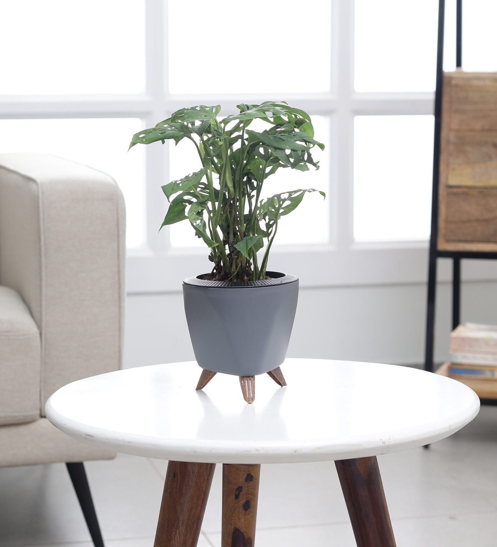 Broken Heart Plant With Lagos Grey Plastic Pot