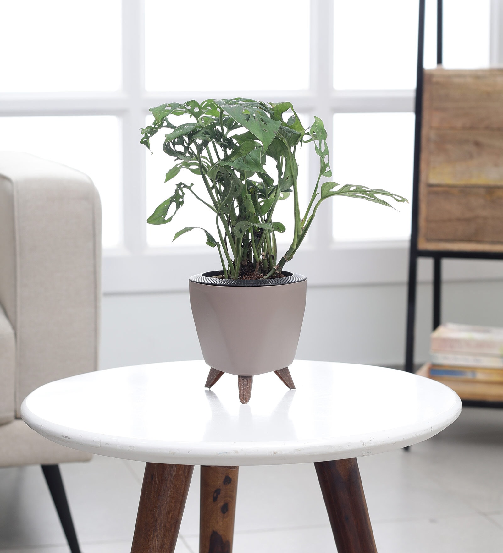 Broken Heart Plant With Lagos Mocca Plastic Pot