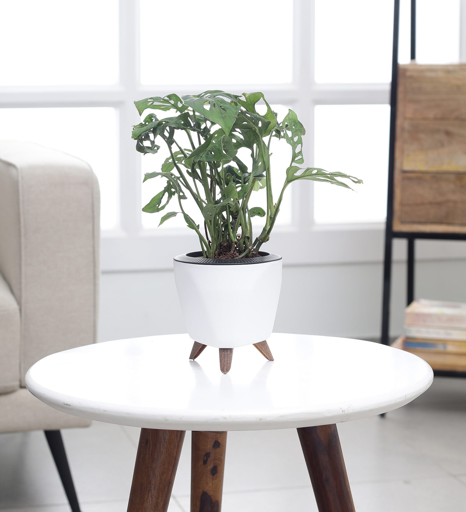 Broken Heart Plant With Lagos White Plastic Pot