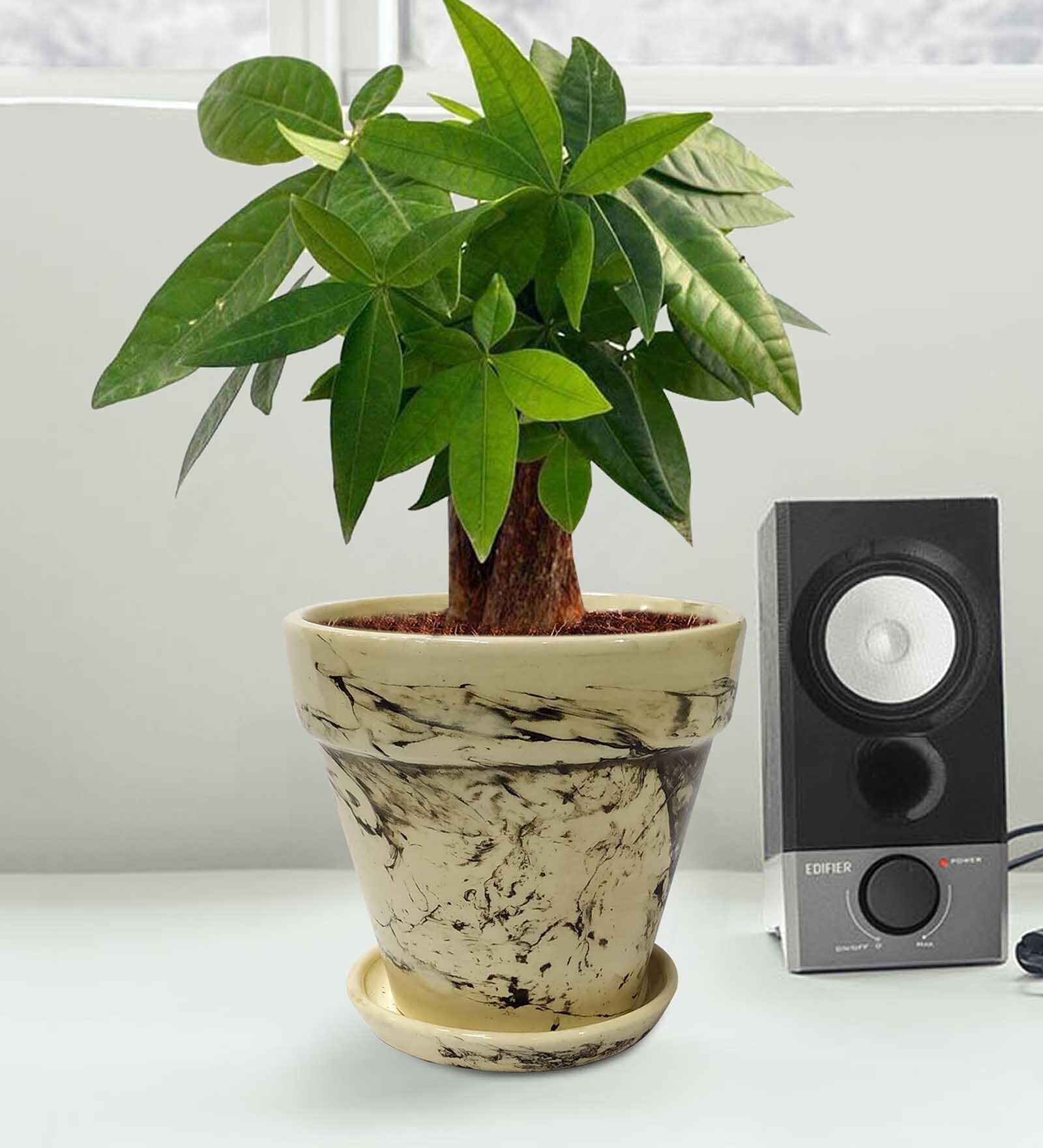 Brown Ceramic Decorative Planter