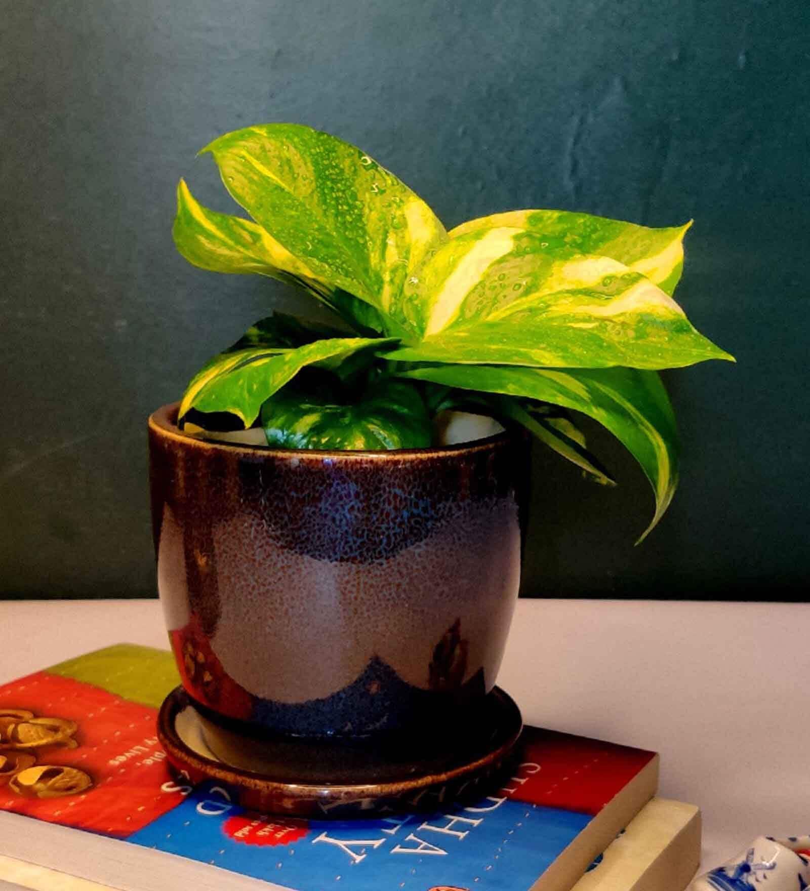 Brown Ceramic Floor Planter