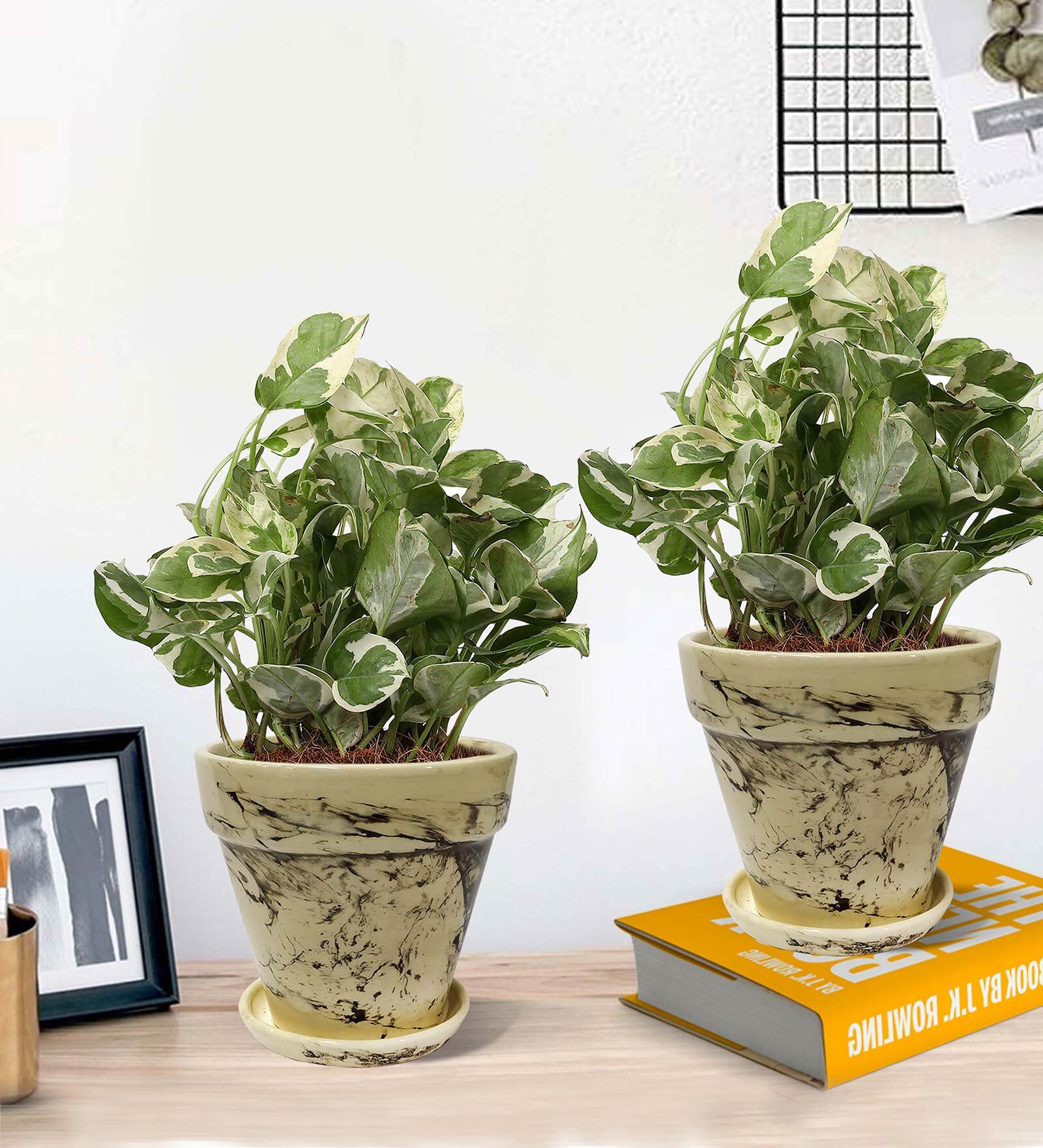 Brown Scindapsus Compacta Medium Natural Plant In Ceramic Pot, Set Of 2