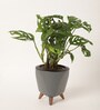 Broken Heart Plant With Lagos Grey Plastic Pot