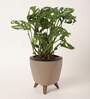 Broken Heart Plant With Lagos Mocca Plastic Pot