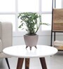 Broken Heart Plant With Lagos Mocca Plastic Pot