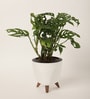Broken Heart Plant With Lagos White Plastic Pot