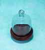 Brown Acacia Wood Cloche with Wooden Base
