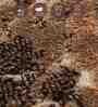 Brown and Beige Persian 3x5 Feet Machine Made Carpet