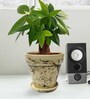 Brown Ceramic Decorative Planter