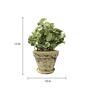 Brown Scindapsus Compacta Medium Natural Plant In Ceramic Pot, Set Of 2