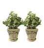 Brown Scindapsus Compacta Medium Natural Plant In Ceramic Pot, Set Of 2