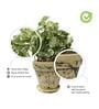 Brown Scindapsus Compacta Medium Natural Plant In Ceramic Pot, Set Of 2