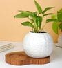 Brown Sheesham Wood Decorative Stand